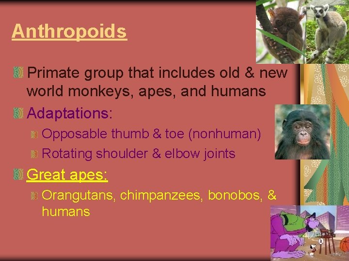 Anthropoids Primate group that includes old & new world monkeys, apes, and humans Adaptations: