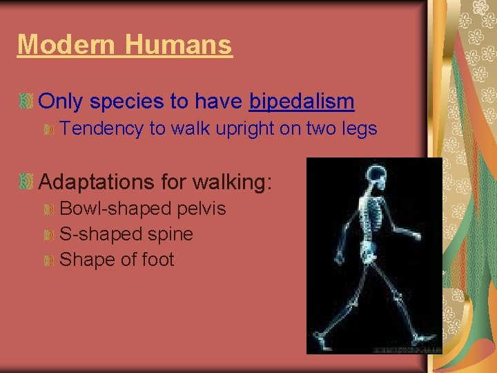 Modern Humans Only species to have bipedalism Tendency to walk upright on two legs