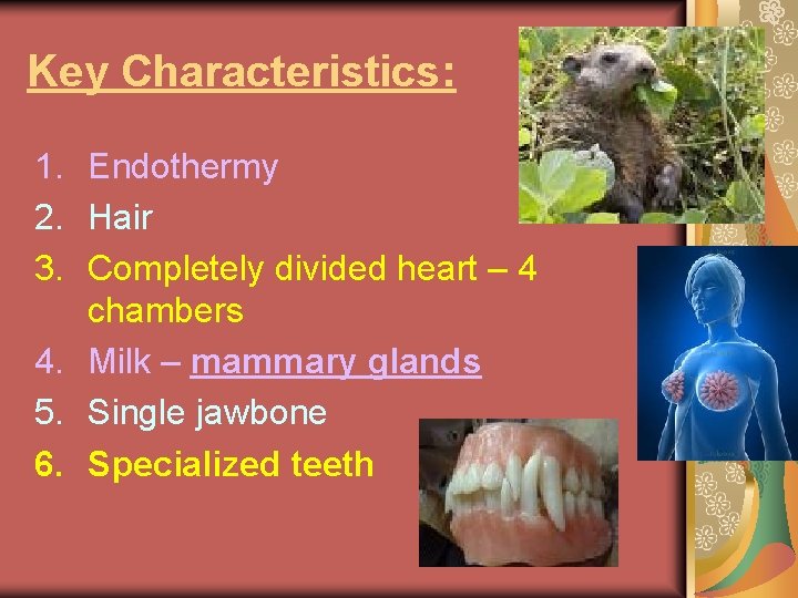 Key Characteristics: 1. Endothermy 2. Hair 3. Completely divided heart – 4 chambers 4.