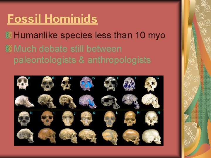 Fossil Hominids Humanlike species less than 10 myo Much debate still between paleontologists &