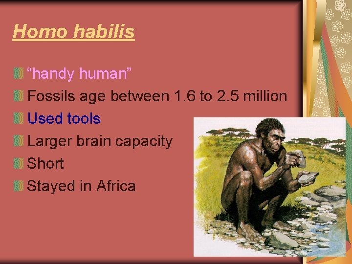 Homo habilis “handy human” Fossils age between 1. 6 to 2. 5 million Used