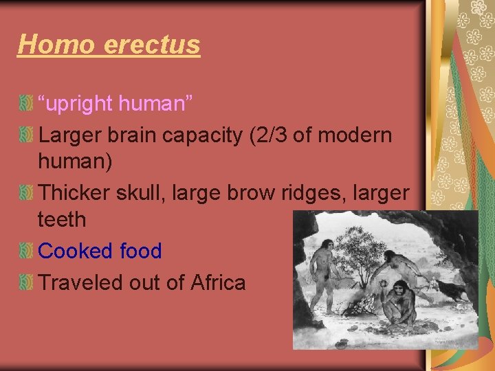 Homo erectus “upright human” Larger brain capacity (2/3 of modern human) Thicker skull, large