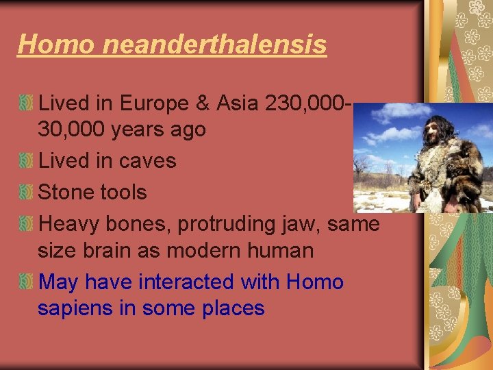 Homo neanderthalensis Lived in Europe & Asia 230, 000 years ago Lived in caves