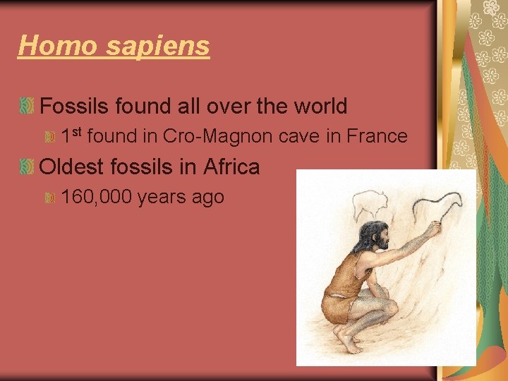 Homo sapiens Fossils found all over the world 1 st found in Cro-Magnon cave