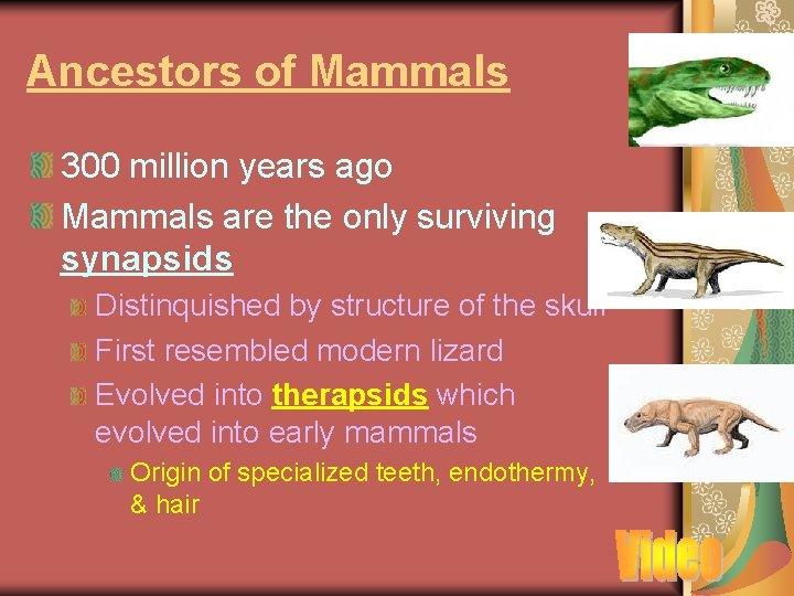 Ancestors of Mammals 300 million years ago Mammals are the only surviving synapsids Distinquished