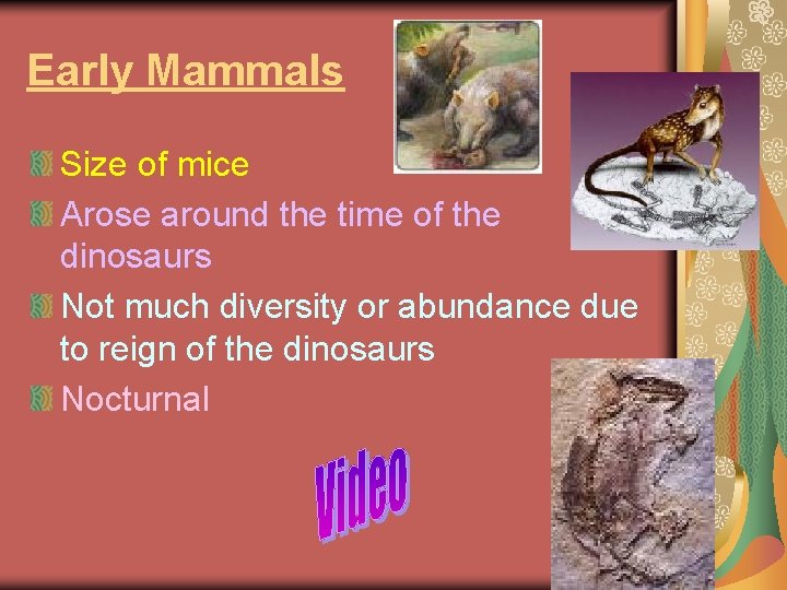Early Mammals Size of mice Arose around the time of the dinosaurs Not much