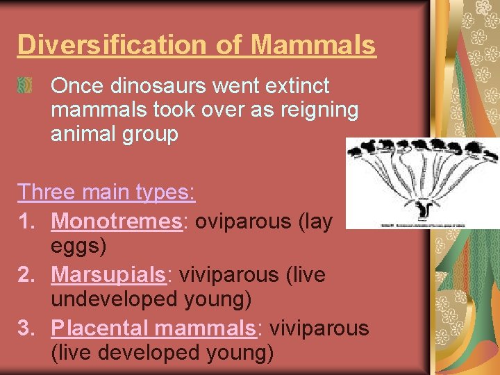 Diversification of Mammals Once dinosaurs went extinct mammals took over as reigning animal group