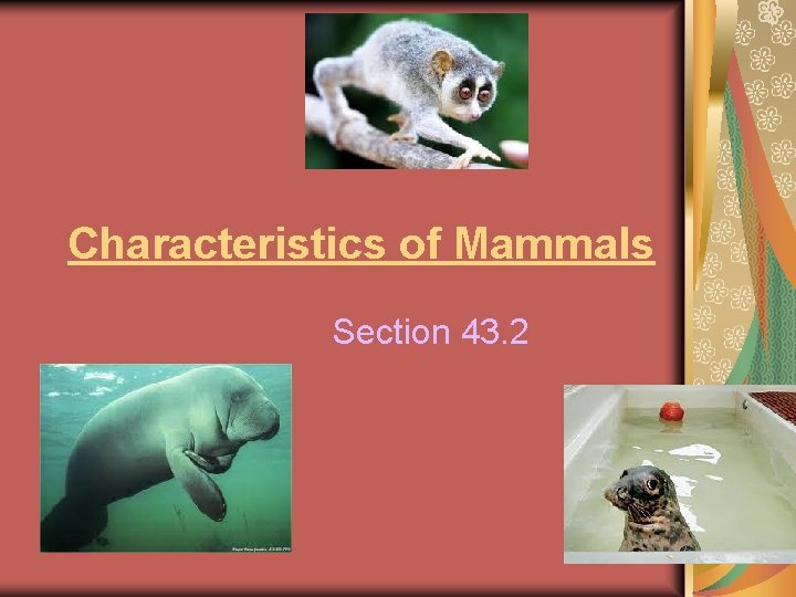 Characteristics of Mammals Section 43. 2 