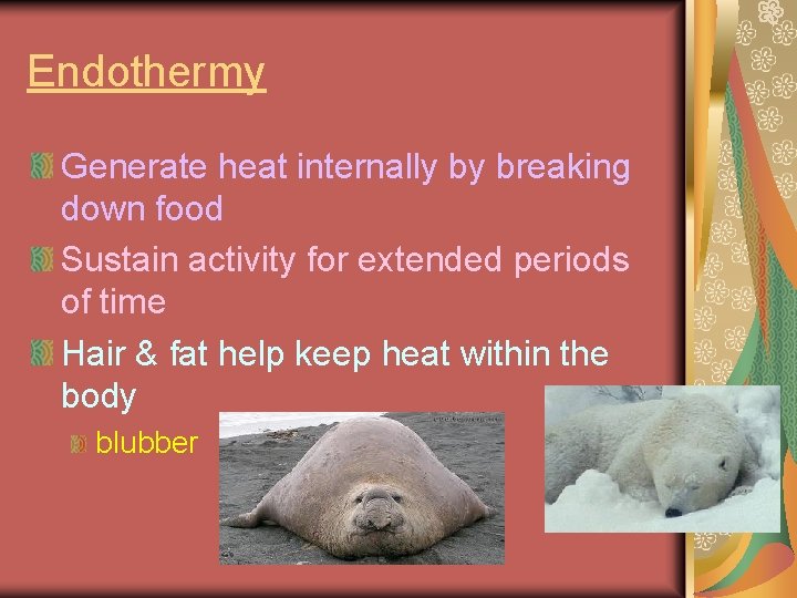 Endothermy Generate heat internally by breaking down food Sustain activity for extended periods of