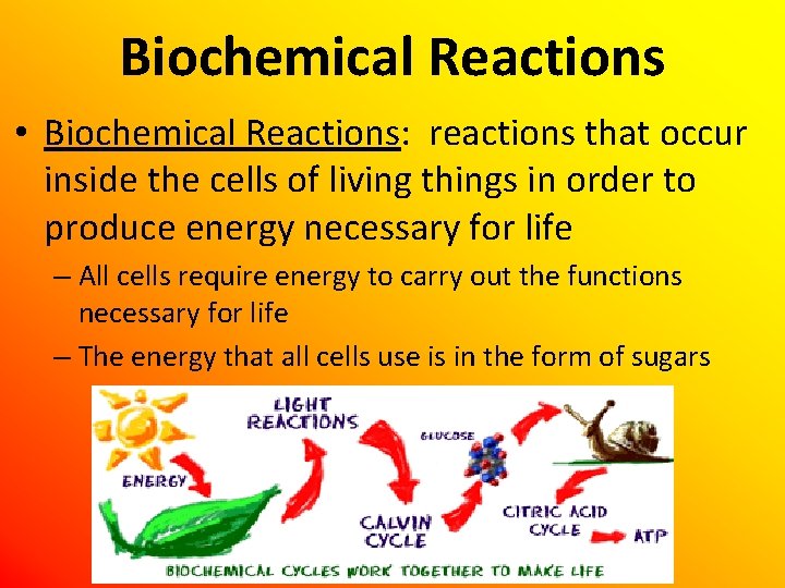 Biochemical Reactions • Biochemical Reactions: reactions that occur inside the cells of living things