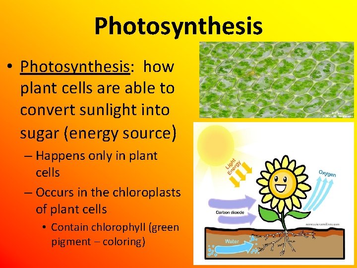 Photosynthesis • Photosynthesis: how plant cells are able to convert sunlight into sugar (energy