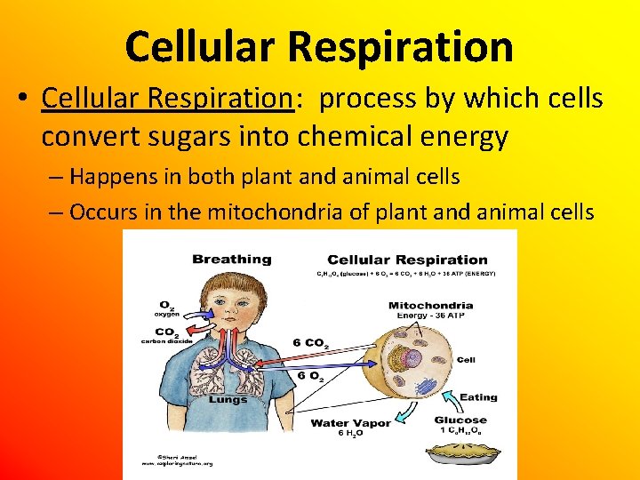 Cellular Respiration • Cellular Respiration: process by which cells convert sugars into chemical energy