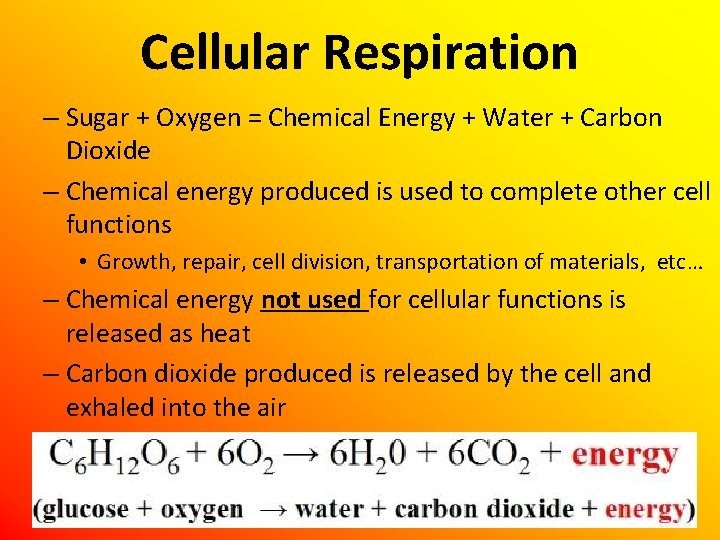 Cellular Respiration – Sugar + Oxygen = Chemical Energy + Water + Carbon Dioxide