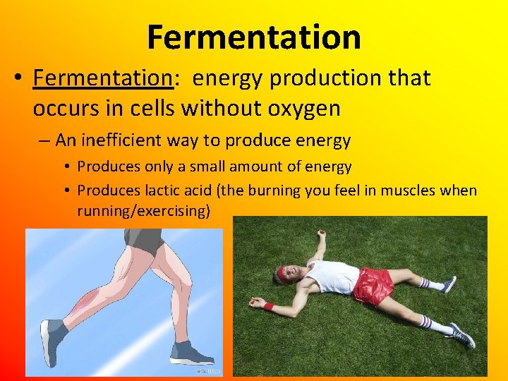 Fermentation • Fermentation: energy production that occurs in cells without oxygen – An inefficient