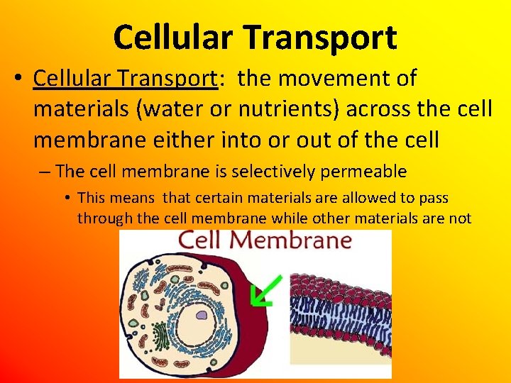Cellular Transport • Cellular Transport: the movement of materials (water or nutrients) across the