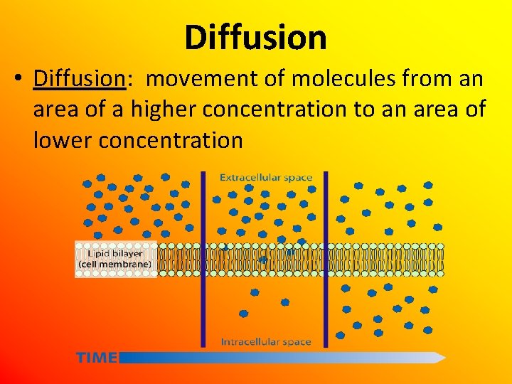 Diffusion • Diffusion: movement of molecules from an area of a higher concentration to