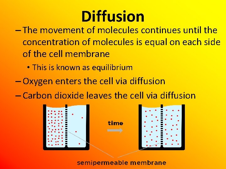 Diffusion – The movement of molecules continues until the concentration of molecules is equal