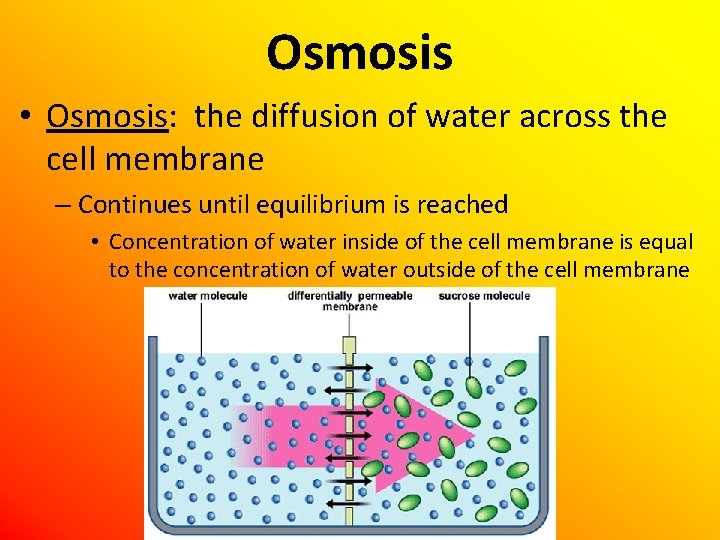Osmosis • Osmosis: the diffusion of water across the cell membrane – Continues until