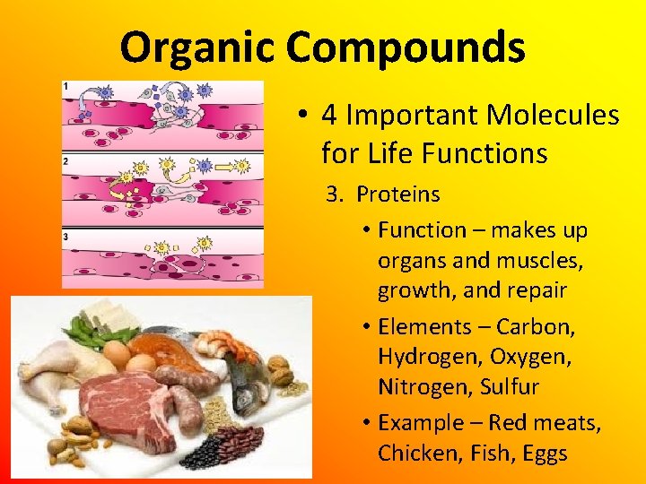 Organic Compounds • 4 Important Molecules for Life Functions 3. Proteins • Function –