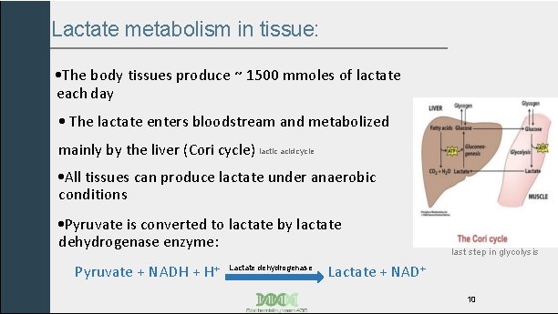 Lactate metabolism in tissue: • The body tissues produce ~ 1500 mmoles of lactate