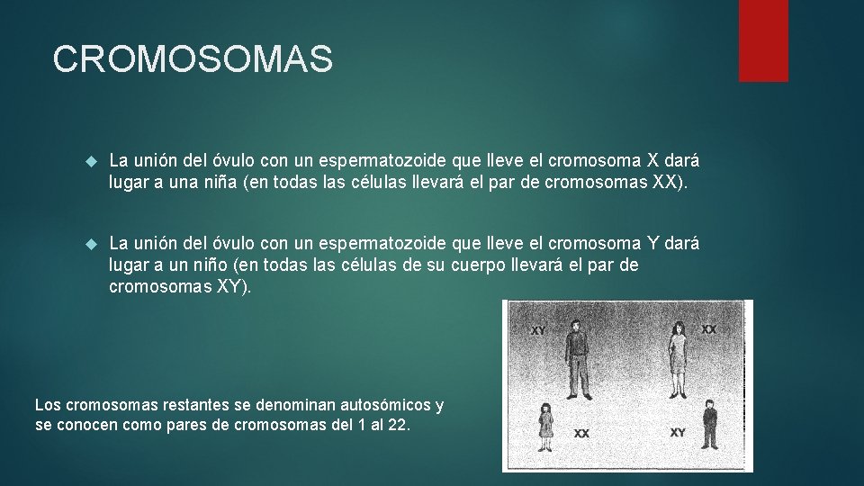 CROMOSOMAS La unión del óvulo con un espermatozoide que lleve el cromosoma X dará