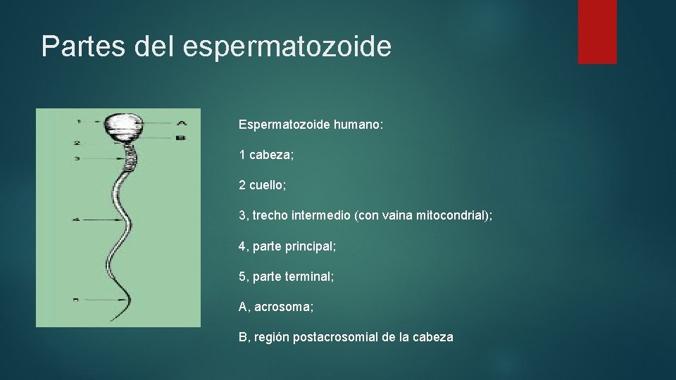 Partes del espermatozoide Espermatozoide humano: 1 cabeza; 2 cuello; 3, trecho intermedio (con vaina