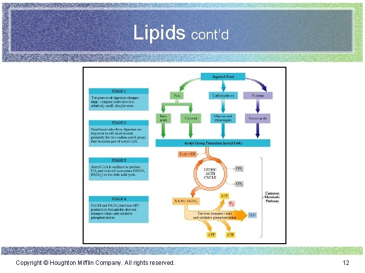 Lipids cont’d Copyright © Houghton Mifflin Company. All rights reserved. 12 