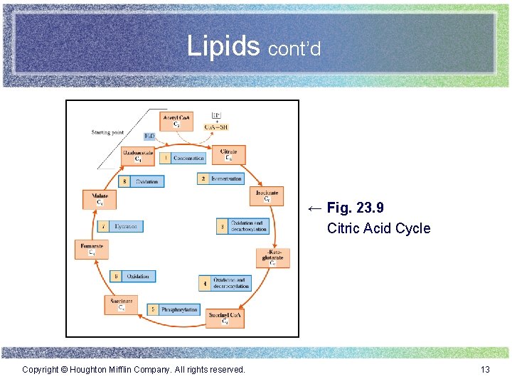 Lipids cont’d ← Fig. 23. 9 Citric Acid Cycle Copyright © Houghton Mifflin Company.