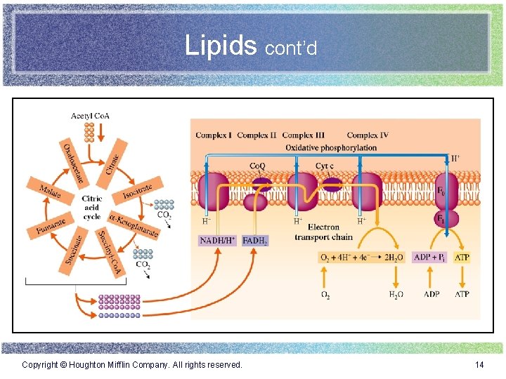 Lipids cont’d Copyright © Houghton Mifflin Company. All rights reserved. 14 