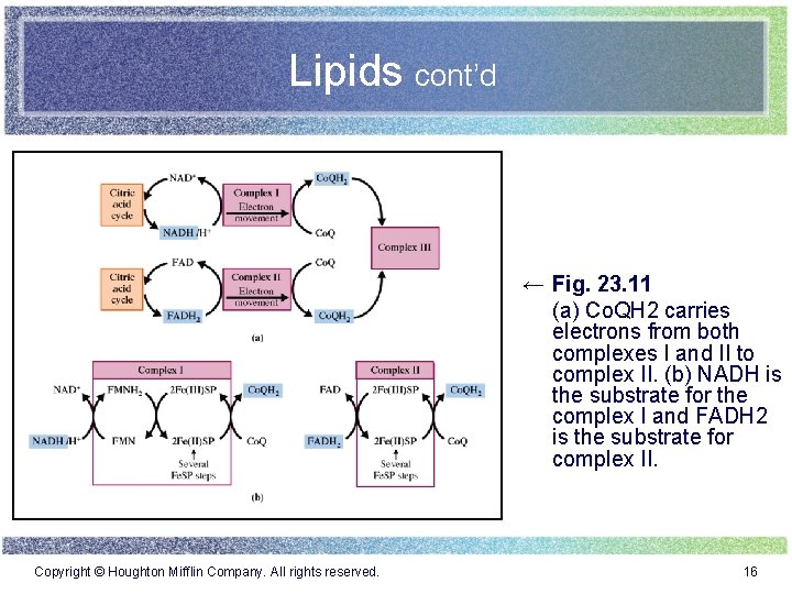 Lipids cont’d ← Fig. 23. 11 (a) Co. QH 2 carries electrons from both