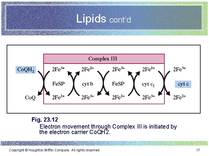 Lipids cont’d Fig. 23. 12 Electron movement through Complex III is initiated by the