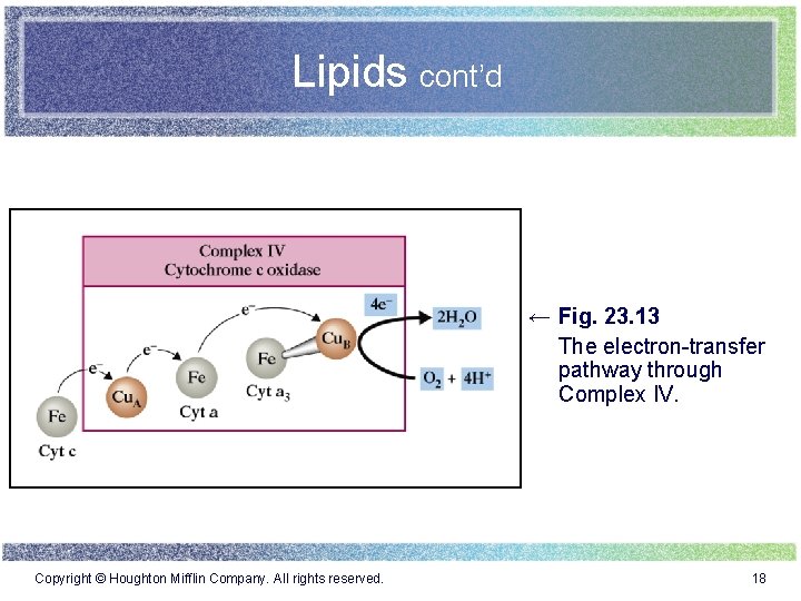 Lipids cont’d ← Fig. 23. 13 The electron-transfer pathway through Complex IV. Copyright ©