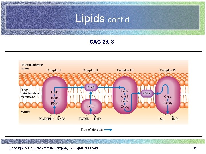 Lipids cont’d CAG 23. 3 Copyright © Houghton Mifflin Company. All rights reserved. 19