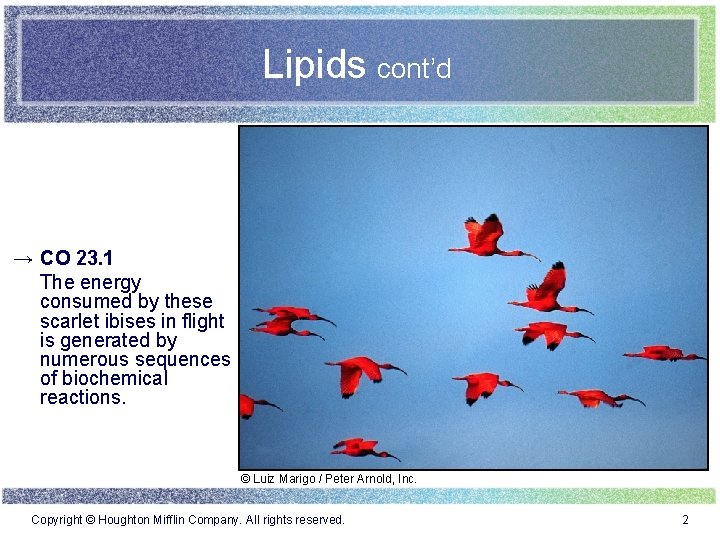 Lipids cont’d → CO 23. 1 The energy consumed by these scarlet ibises in