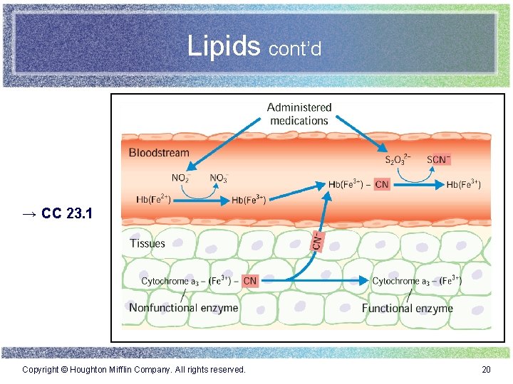 Lipids cont’d → CC 23. 1 Copyright © Houghton Mifflin Company. All rights reserved.