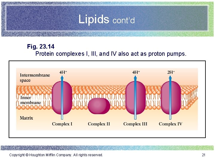 Lipids cont’d Fig. 23. 14 Protein complexes I, III, and IV also act as