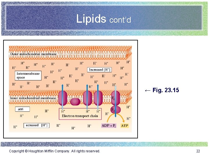 Lipids cont’d ← Fig. 23. 15 Copyright © Houghton Mifflin Company. All rights reserved.