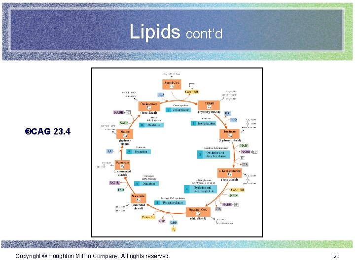 Lipids cont’d CAG 23. 4 Copyright © Houghton Mifflin Company. All rights reserved. 23