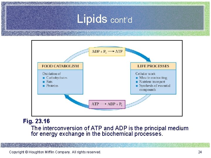 Lipids cont’d Fig. 23. 16 The interconversion of ATP and ADP is the principal