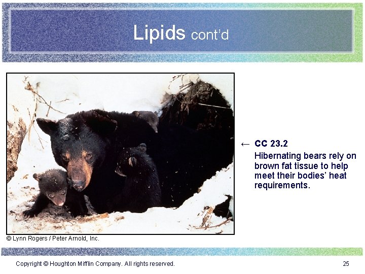 Lipids cont’d ← CC 23. 2 Hibernating bears rely on brown fat tissue to