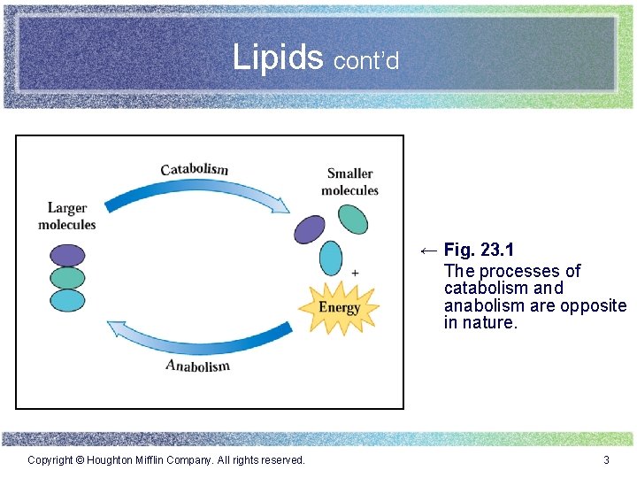 Lipids cont’d ← Fig. 23. 1 The processes of catabolism and anabolism are opposite