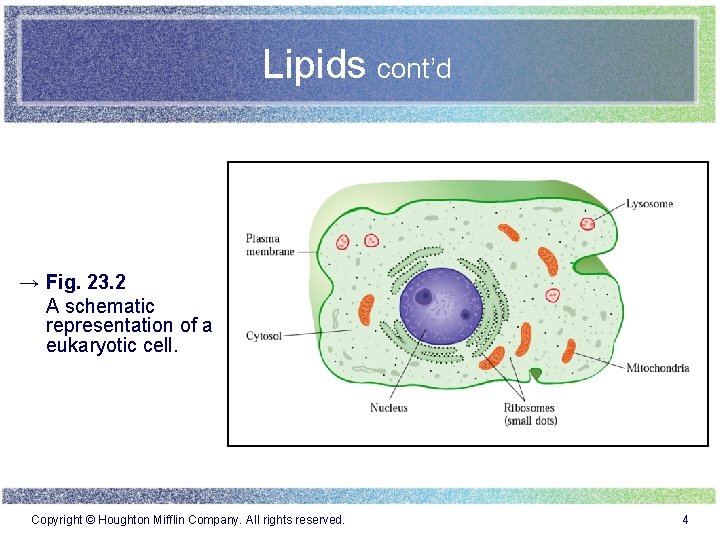 Lipids cont’d → Fig. 23. 2 A schematic representation of a eukaryotic cell. Copyright