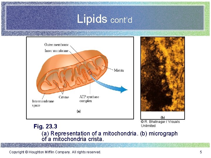 Lipids cont’d © R. Bhatnagar / Visuals Unlimited Fig. 23. 3 (a) Representation of