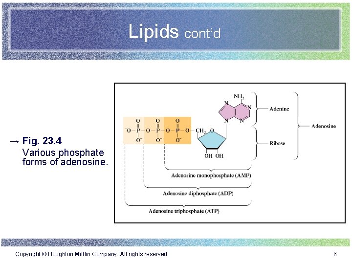 Lipids cont’d → Fig. 23. 4 Various phosphate forms of adenosine. Copyright © Houghton