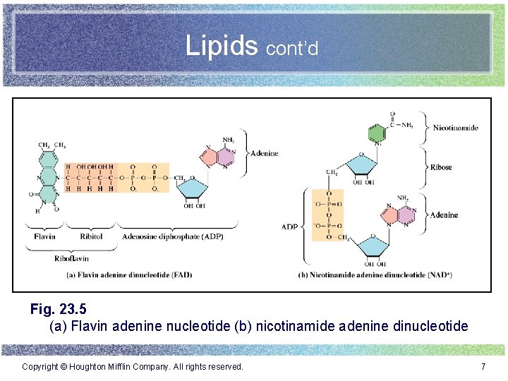 Lipids cont’d Fig. 23. 5 (a) Flavin adenine nucleotide (b) nicotinamide adenine dinucleotide Copyright