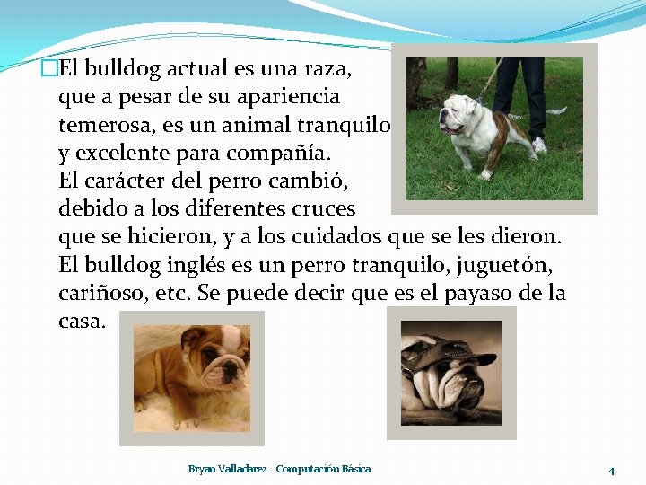 �El bulldog actual es una raza, que a pesar de su apariencia temerosa, es