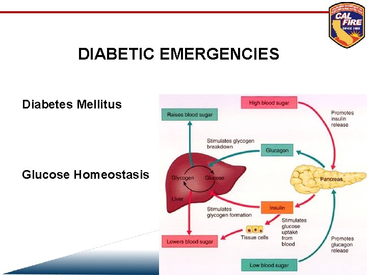 DIABETIC EMERGENCIES Diabetes Mellitus Glucose Homeostasis 