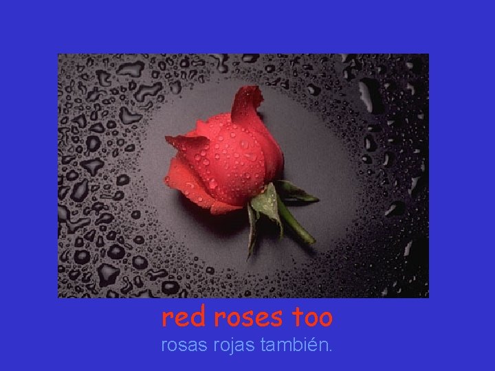 red roses too rosas rojas también. 