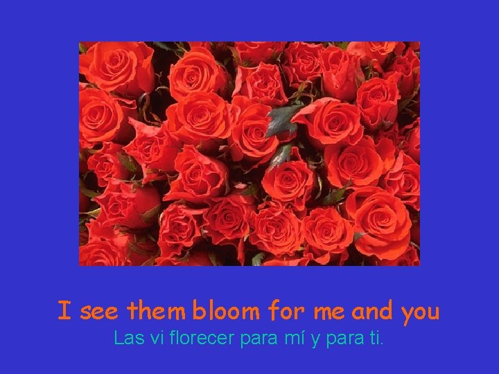 I see them bloom for me and you Las vi florecer para mí y