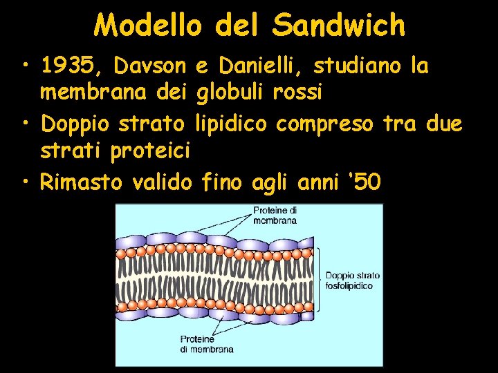 Modello del Sandwich • 1935, Davson e Danielli, studiano la membrana dei globuli rossi